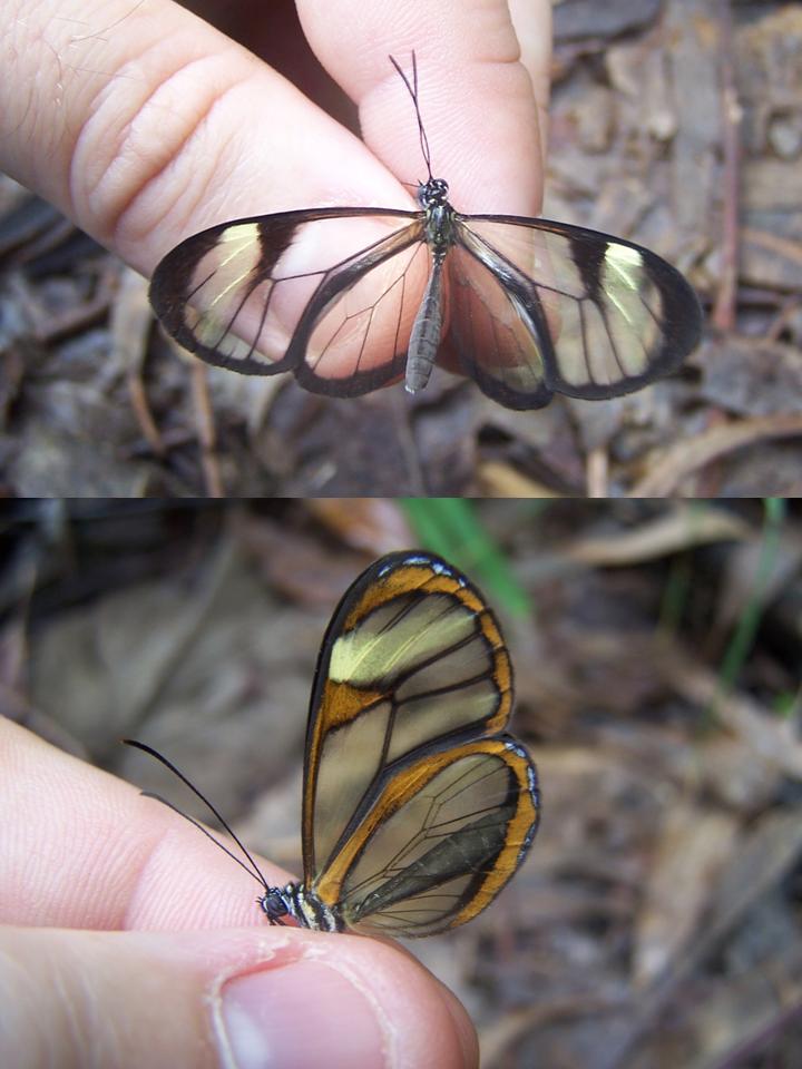 FIGURE 2e FIGURE 2e